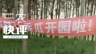 农民在自家地里插广告旗被城管拔