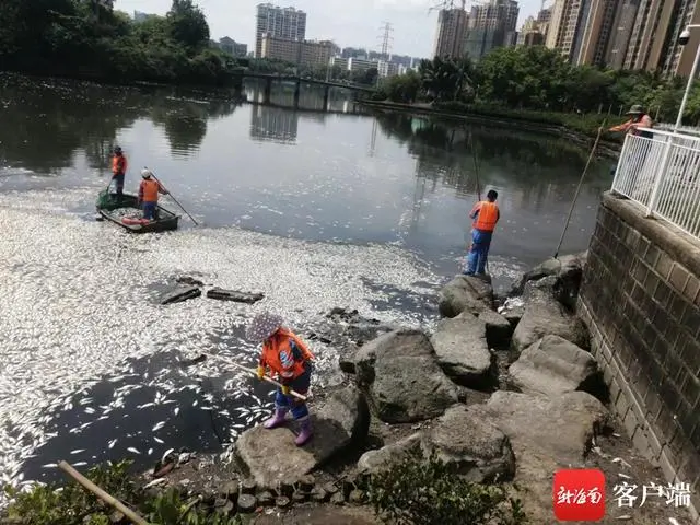 已捞出约8吨！海口红城湖现大量死鱼，原因披露