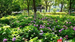 南京绣球公园各色绣球花竞相开放格外美丽