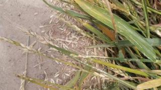 镇江宝堰农民种植的大麦成熟一片被野鸟糟蹋