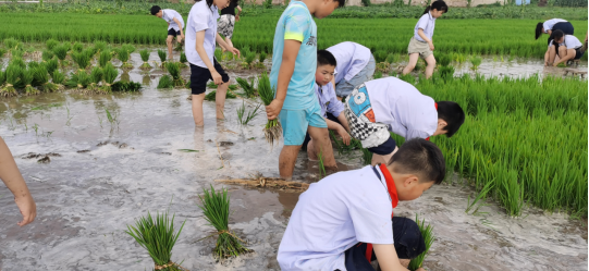 泗阳县实验小学开展插秧活动：不负时光 插下希望