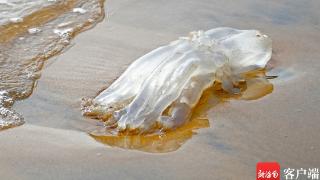海口发现水母繁殖季节切勿用手触摸以免被蜇伤