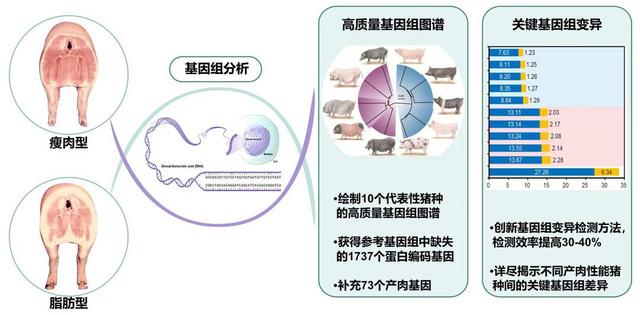 科技观察｜想吃到更香的国产猪肉？“密码”在猪种基因里