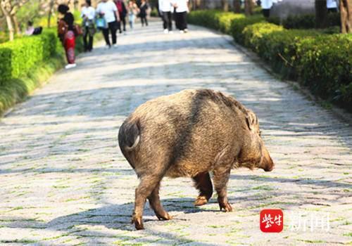 南京中山陵3头野猪踏青觅食