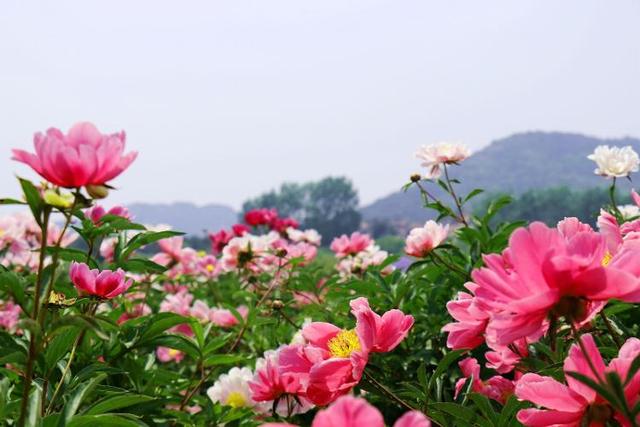 日照山海天旅游度假区东方旸谷芍药花海绽放