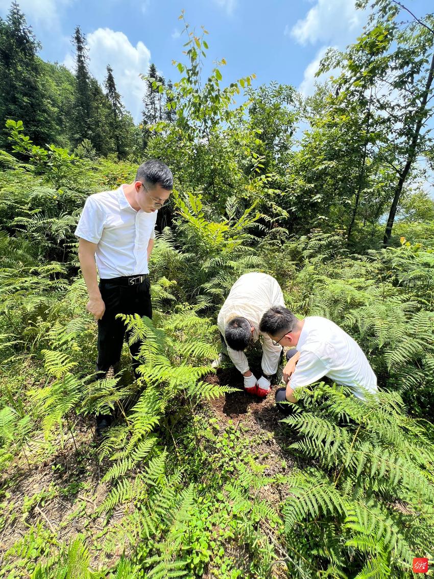 普安：金融活水为中药材产业发展注入新动能