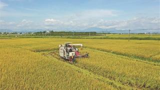 夏收夏种保丰收