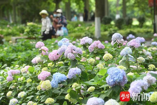 南京绣球花开正当时