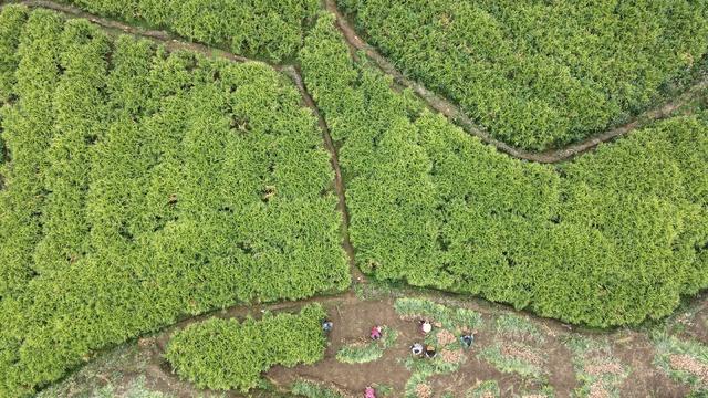 汝城县井坡镇：荒地变良田，耕地变良田