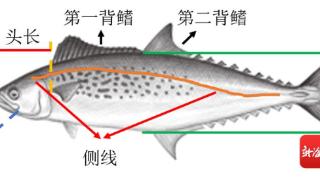 省外马鲛鱼当海南马鲛鱼卖 儋州一水产品加工厂获罚50万元