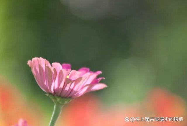 坚定心中的热爱，阳光下创造美好，遇见的都是风景，温暖且治愈