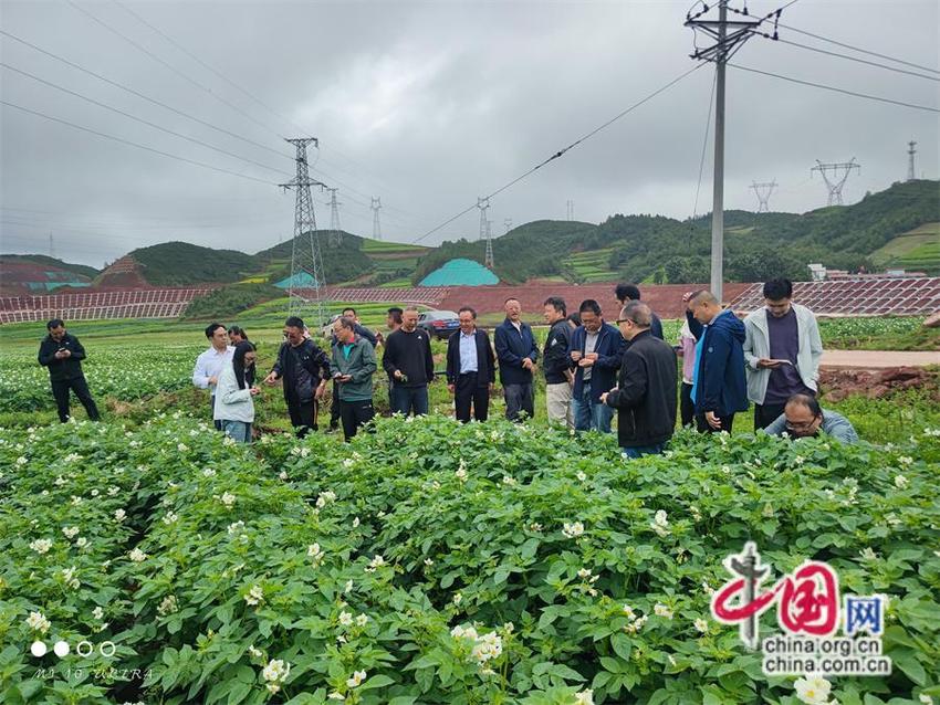 马铃薯新品种新技术观摩培训会在凉山昭觉举行