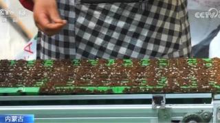 内蒙古智能化育苗播种机内一个西红柿种盘快速制作完成