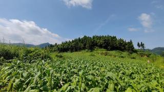 仁怀市喜头镇：产业之花遍地开