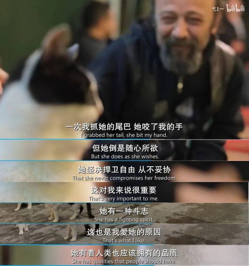 为什么不建议爱猫人士去土耳其？