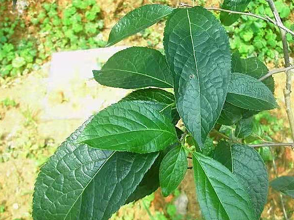 推荐一种植物，也是一种药材，它的名字叫“杜仲”