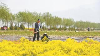 田间地头种药忙 抢抓时节播希望