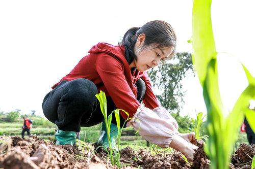 四川合江：高粱移栽正当时