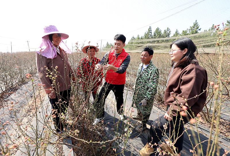 江西东乡：蓝莓园里传科技 春耕服务面对面