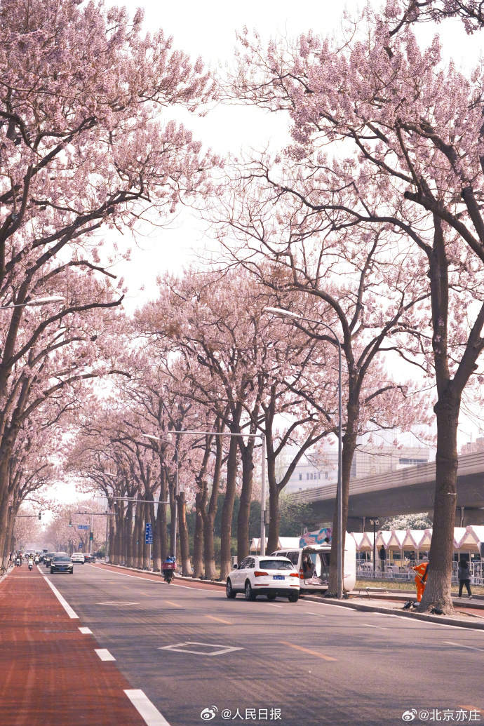 泡桐花让北京这条街变成了紫色隧道