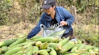 重庆酉阳县：2.88万亩鲜食玉米串起种养循环“黄金链”