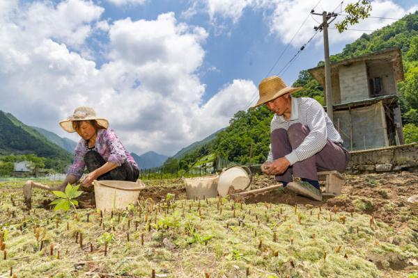 重庆巫溪县兰英乡贝母种植基地助力乡村振兴