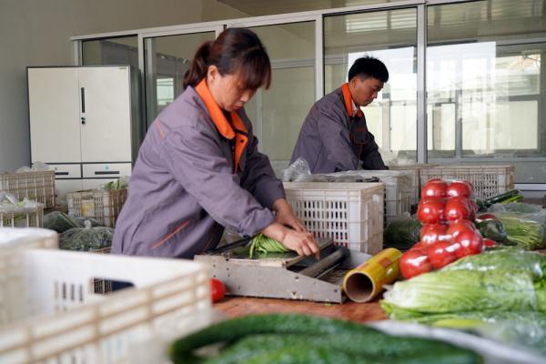 河北灵寿农户在蔬菜种植基地采摘黄瓜促增收致富