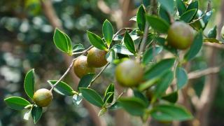 宜宾翠屏：万亩油茶挂果 预计产量1000余吨