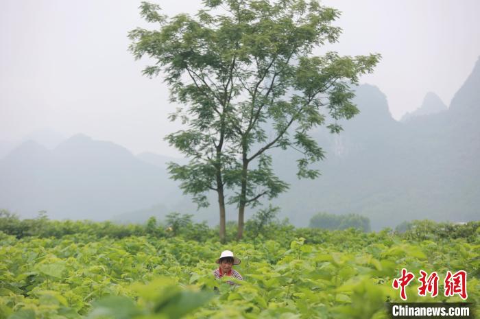 广西柳州：小桑蚕育“织”出乡村大产业