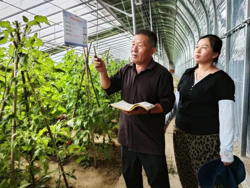 这就是山东·菏泽 | 3100棵“太空番茄”结出累累硕果！