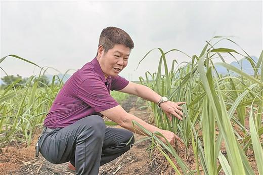 甘蔗甜不甜 翻翻甜蜜账