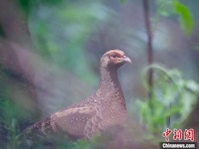 “鸟中大熊猫”白颈长尾雉现身浙江金华山