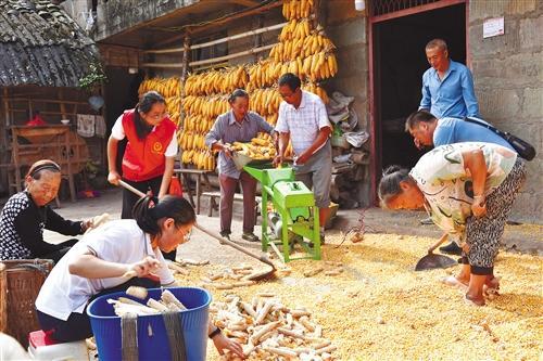 老朱家来了客人  农活不愁了