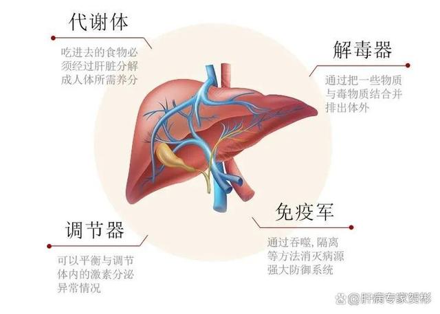 养肝猛将：黄溪草，肝不好的千万别错过！