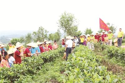 茶香悠悠满清河