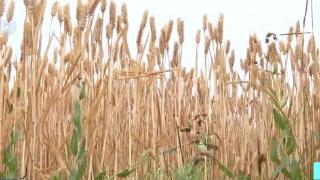 “雨口夺粮”分秒必争 多地麦区展开小麦“抢收战”