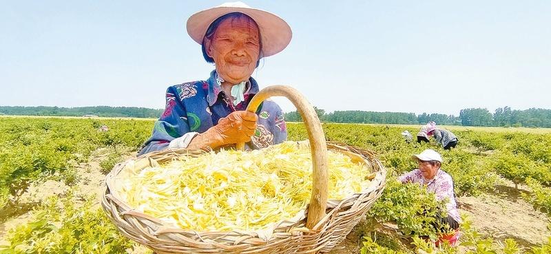 驻马店驿城区：金银花开正当时 村民采摘笑开颜