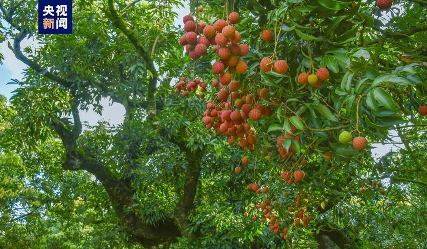 总体减产！今年还能实现“荔枝自由”吗？