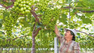 葡萄种植有技术 产业发展有保障