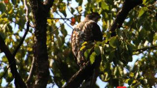 南京中山植物园树林中发现两只野生老鹰在筑巢“安家”