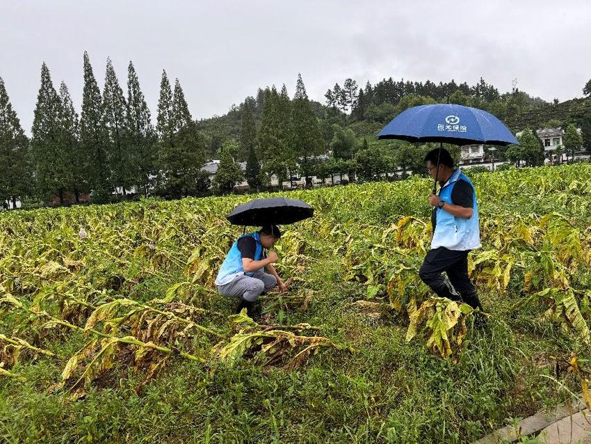 以“迅”应“汛” 安徽保险业加筑减灾“安全网”