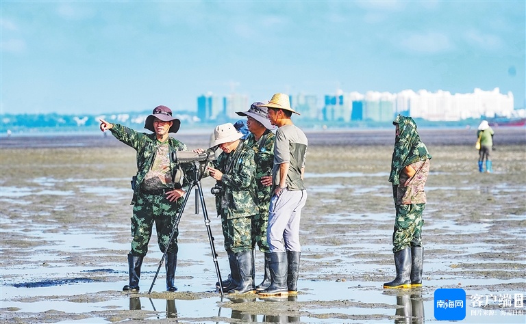 儋州湾水鸟数量大幅提升