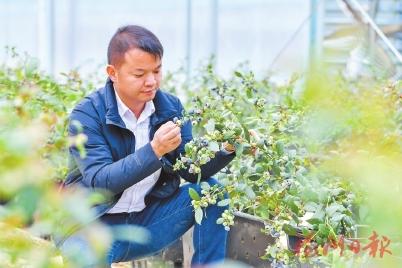 花盆里长出致富“蓝精灵”