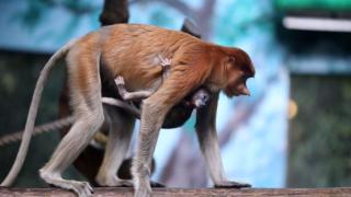 广州长隆野生动物世界拍摄的一只长鼻猴及其幼崽