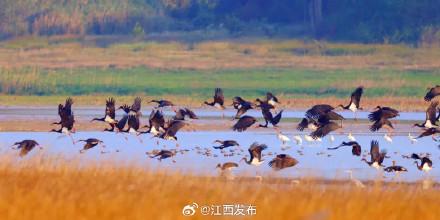 “鸟中大熊猫”黑鹳悠闲觅食成风景