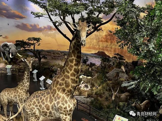 青岛贝林自然博物馆奇妙探险：感受人与自然和谐共生