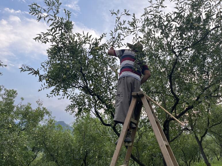 旌德：让枝繁叶茂留住千年记忆