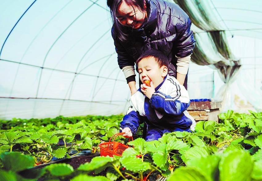 “莓”好时节采摘忙