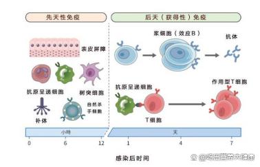 不管是先天还是后天，掌握4个窍门，增强抵抗力so easy