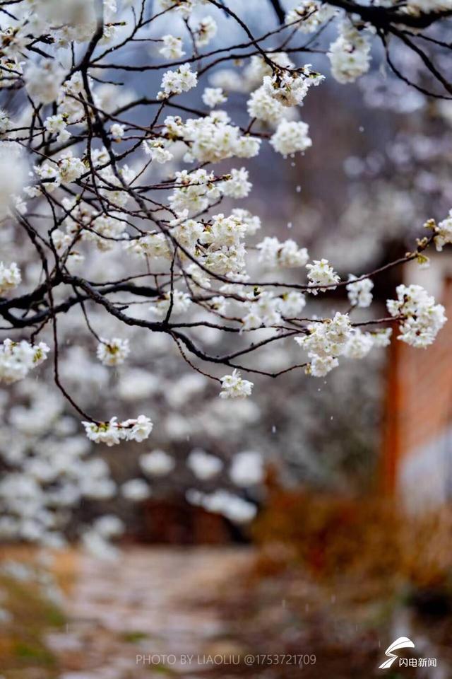 日照：樱桃花开满村庄